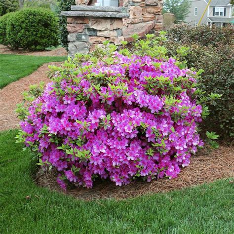 Autumn Royalty® Encore® Azaleas for Sale | BrighterBlooms.com