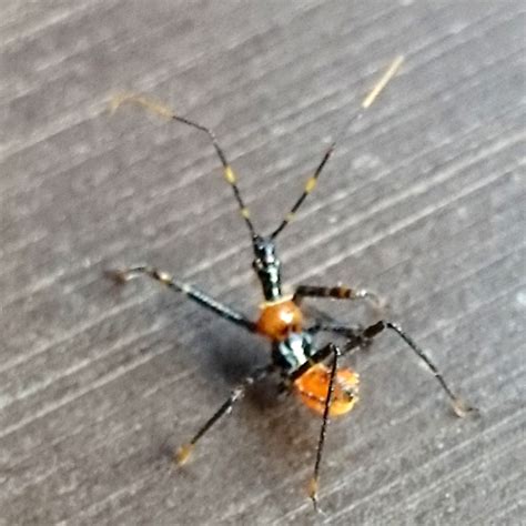 Australian Assassin Bug Nymph - What's That Bug?