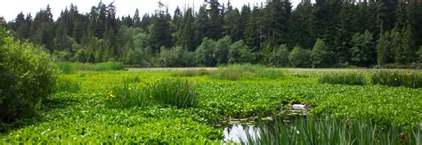 Stanley Park - Beaver Lake trail walk | City of Vancouver