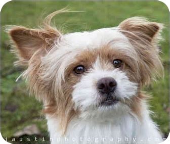 Jake | Adopted Dog | Seattle, WA | Norfolk Terrier/Chihuahua Mix