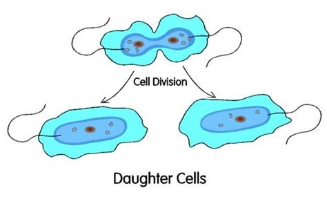 Quia - Mitosis