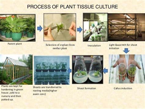 Plant Tissue Culture Technique and its applications