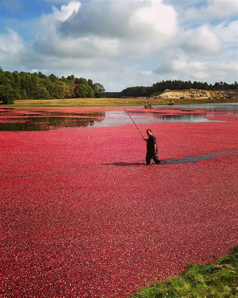 LaBelle's General Store: Cape Cod Cranberry Harvest