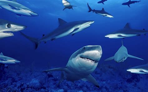 Shark Wallpaper HD Shark Pictures - HD Animal Wallpapers