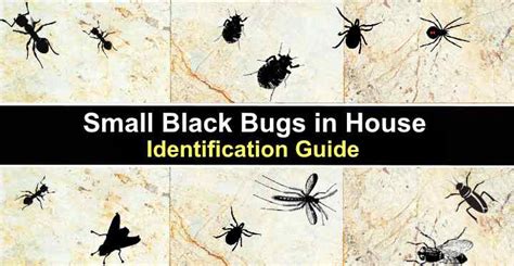 Small Black Bugs in House (With Pictures) - Identification Guide