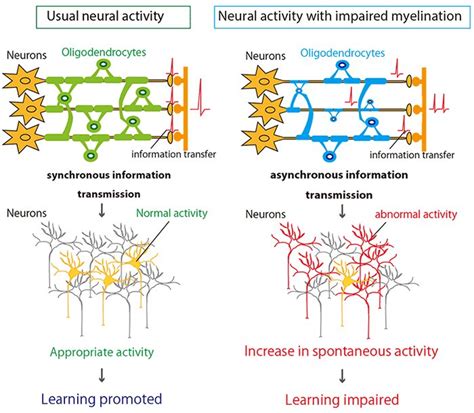 Abnormal neuronal activities caused by myelin impairment have possible link to learning deficits