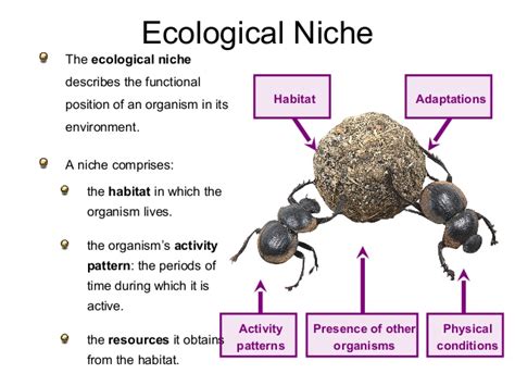 Ecological Concept: Niche