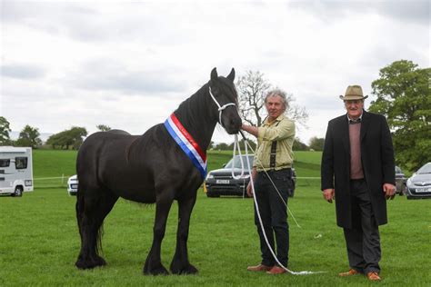 Spring Show 2022 Results – Dales Pony Society