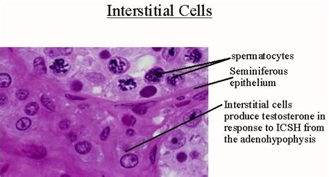 anatomyforme: Endocrine Histology Plenty of Histo Ovaries and testes