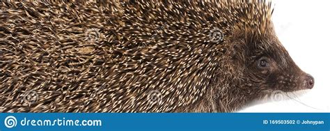 Hedgehog Animal With Spikes Isolated Stock Photo - Image of spiny, funny: 169503502