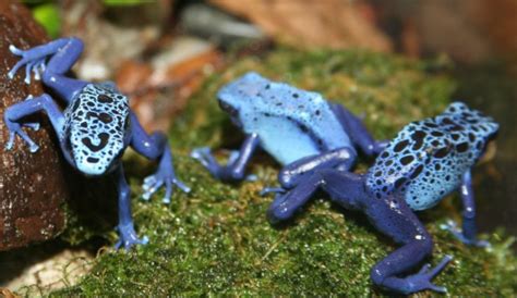 Mysteries of the Poisonous Amphibians – The Wire Science