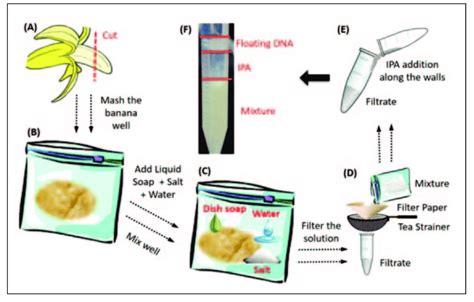 DNA extraction from banana (A) Cut a quarter of the banana. (B) Mash it ...