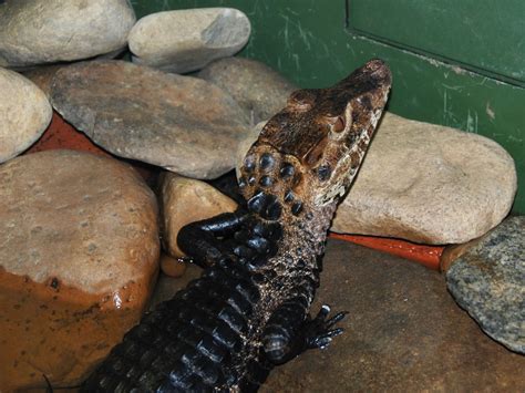 The Online Zoo - Cuvier's Dwarf Caiman