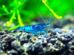 Blue Velvet Shrimp - Care Guide – Aquatic Arts