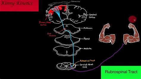 Rubrospinal Tract Motor Pathway - YouTube