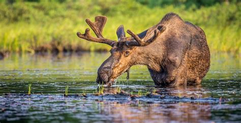 Wild Planet Adventures | Canada | 12 Day Canadian Rockies Vancouver Island Wildlife Scenic ...