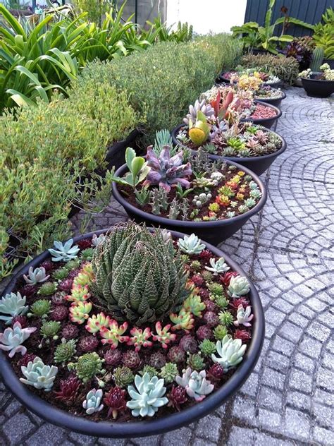 Potted Succulent Gardens | World of Succulents | Succulent garden diy ...