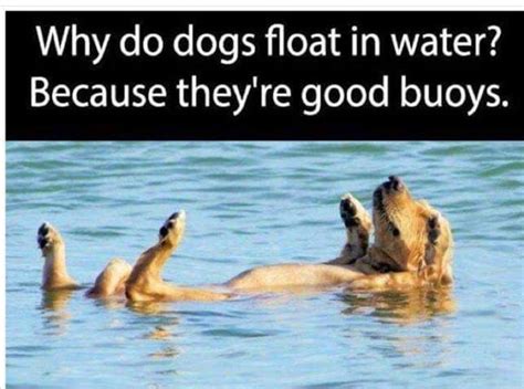 Pin by Beth Niedo on DZ | Animal memes, Funny dog memes, Floating in water