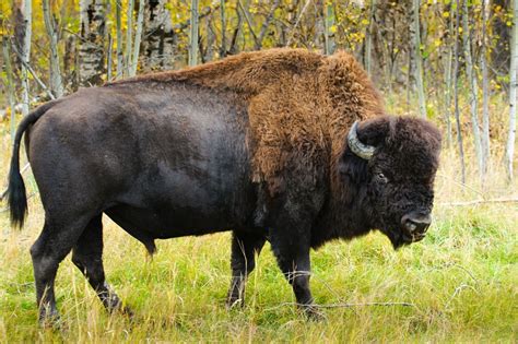 American Bison (American Buffalo) Facts, Habitat, Diet, Life Cycle, Pictures