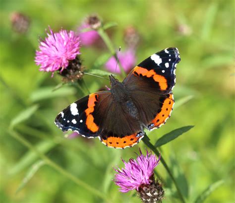 Chris Packham urges people to join butterfly count to reveal climate impacts | The Northern Echo