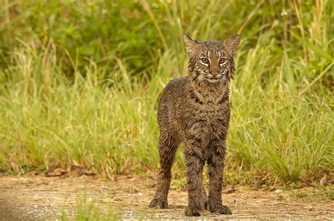 What Wild Cats Live In North America? - The Wolf Center