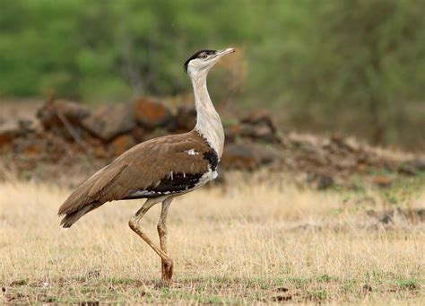 GREAT INDIAN BUSTARD (GIB)