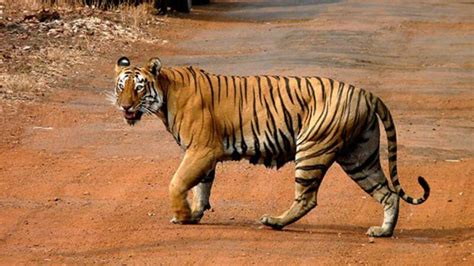 All about Tiger Conservation Plan - iPleaders