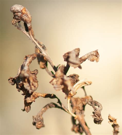 plants decay on Behance