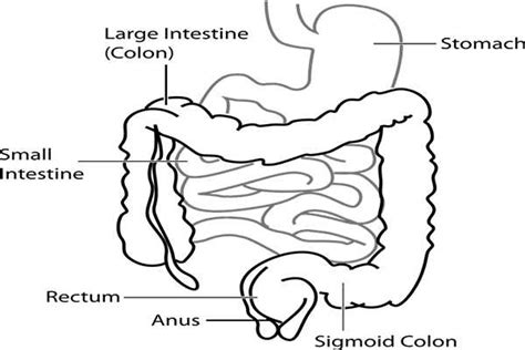 What Is Acid Reflux? - Ask IMedWorks - Medical Opinion Platform