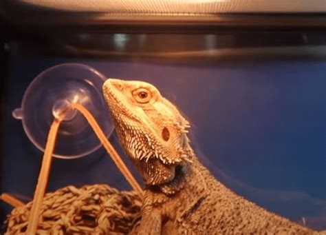 Best Bearded Dragon Lighting Setup for Beardie Lovers in 2023 (TOP 5)