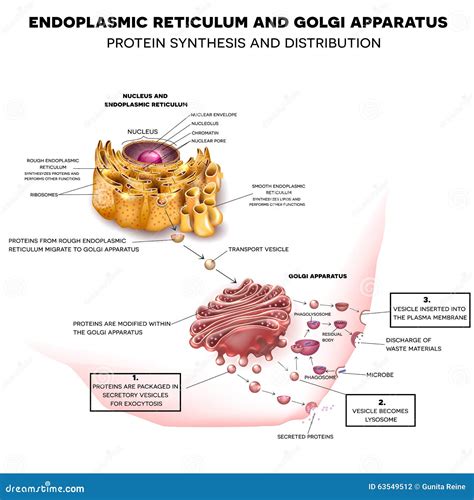 Endoplasmic Reticulum And Golgi Apparatus Stock Vector - Image: 63549512