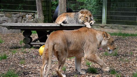 Wild Animals Go Missing at a Zoo, Stirring Fears - The New York Times