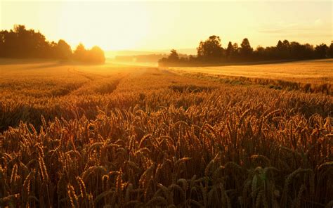 Wallpaper : sunlight, landscape, sky, field, sunrise, evening, morning ...