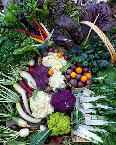 Starting a Fall Garden: Cool Season Vegetable Varieties to Grow ...