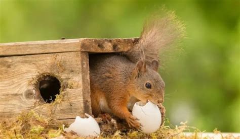 Do Squirrels Eat Bird Eggs: Unveiling the Truth - Spark Lark