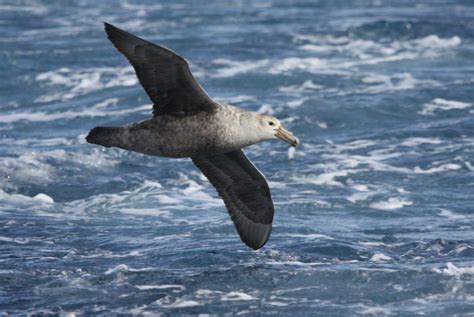 Southern Giant Petrel | Bird Watching Tours - Bird watching Holidays ...