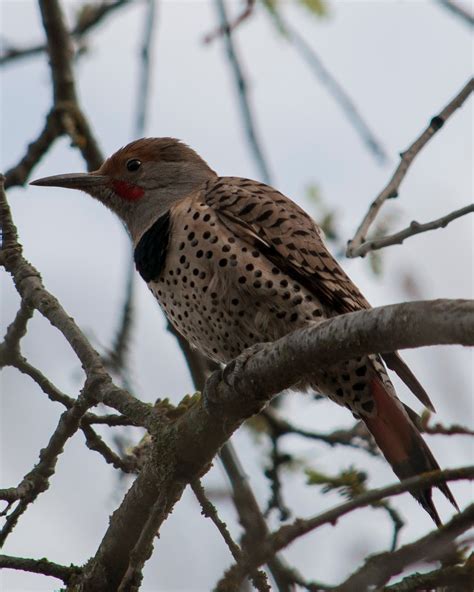 Northern Flicker ~ Rocklin Wildlife