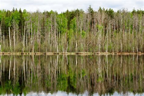 Forest on the Lake and Its Reflection in the Water Stock Photo - Image of calm, scenery: 140511478