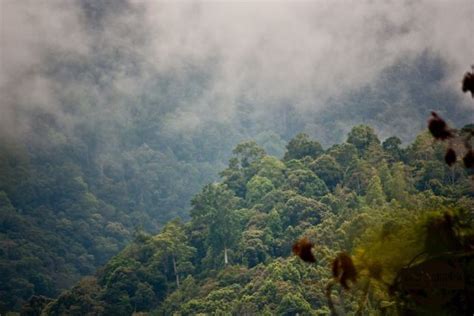 Deforestation in Indonesia dropped by 60% in 2017, but they're not out ...