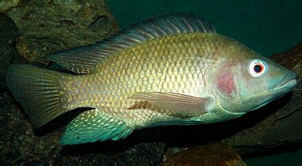 tilapia - Wiktionary, the free dictionary