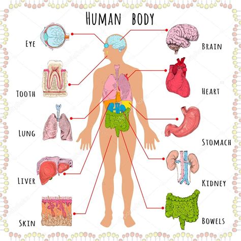 Diagram Of Organs In Human Body ~ Diagram Of Human Internal Orgins ...