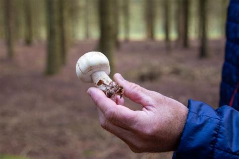 Introduction to Foraging: Foraging Benefits, Equipment, Guidelines, Resources, History and How ...