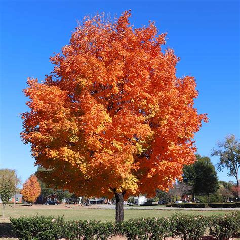 Sugar Maple Trees for Sale | BrighterBlooms.com