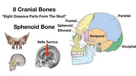 Sella Turcica Of Sphenoid Bone And Pituitary Gland