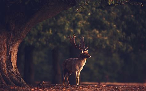 Forest Animal Wallpaper (60+ images)