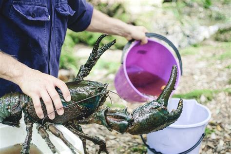 Landcare group fights to stop Tasmanian giant freshwater crayfish ...