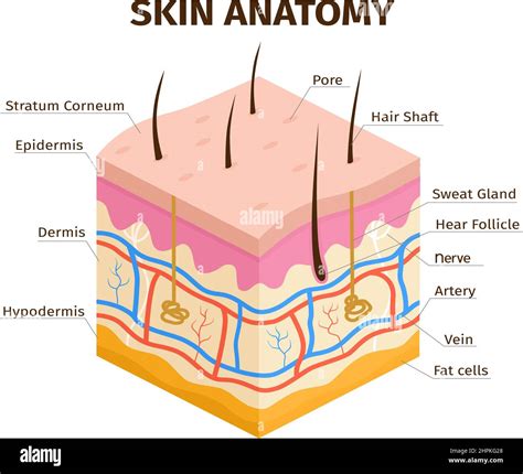 Human skin layers anatomy, dermis, epidermis and hypodermis tissue. Skin structure, veins, sweat ...