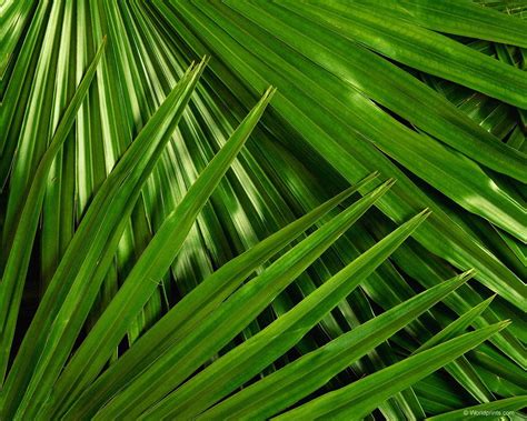 Palm Leaf Wallpaper - WallpaperSafari