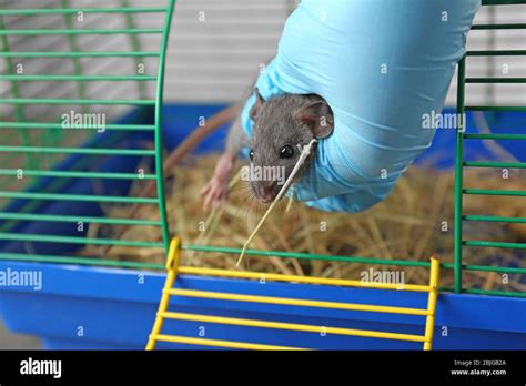 Hand of scientist putting cute rat back in cage after experiment in laboratory Stock Photo - Alamy