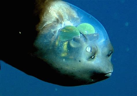 Macropinna Microstoma - Deep sea Barreleye Fish. The light green orbs ...